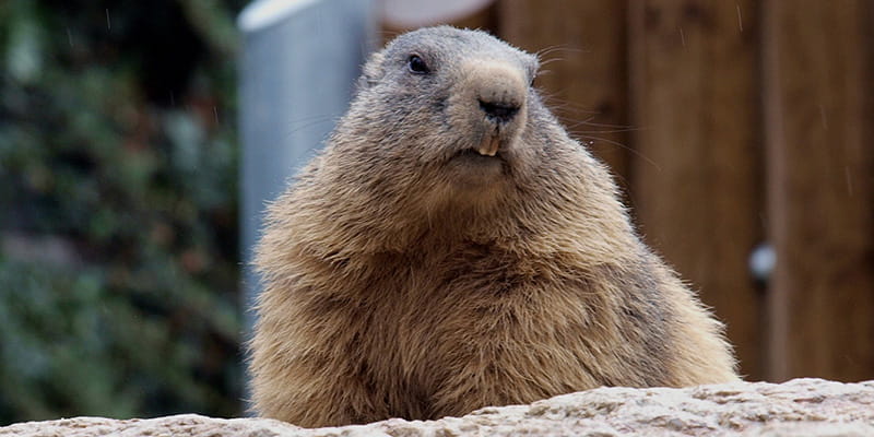 beaver hanging out on a rock