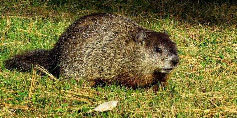 Can Woodchuck Tunnels Damage Your Home’s Foundation?