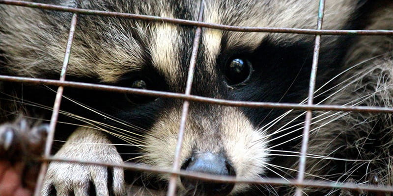 raccoon in a cage trap