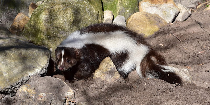 skunk walking across dirt onto rocks