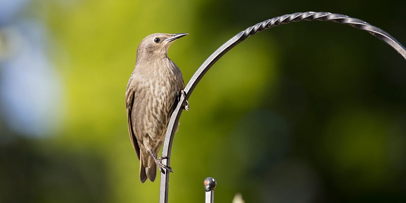 starling hanging out on a birdfeeder