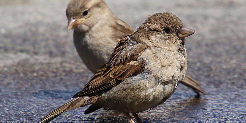 sparrows hanging out in a bird bath