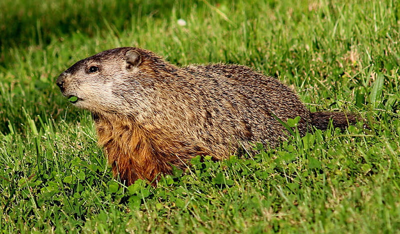 groundhog walking across a field of grass