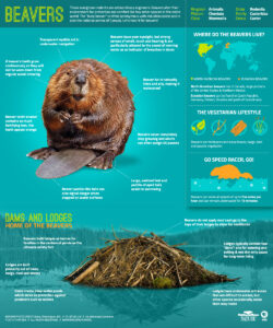 beavers infographic