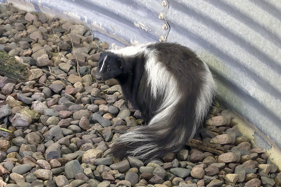 How to Keep Skunks out of Your Yard Anderson Wildlife Control